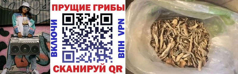 Псилоцибиновые грибы Psilocybe  Сурск 